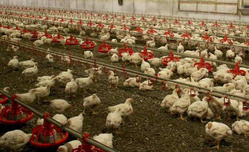 Japonya'da milyonlarca hayvanın itlaf edilmesi kusurlu bulundu