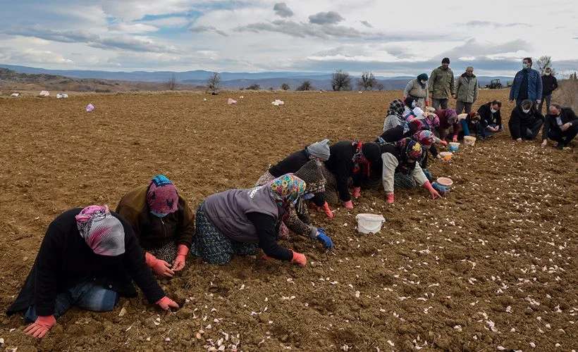 Kastamonu sarımsağının ekim dönemi erken başladı