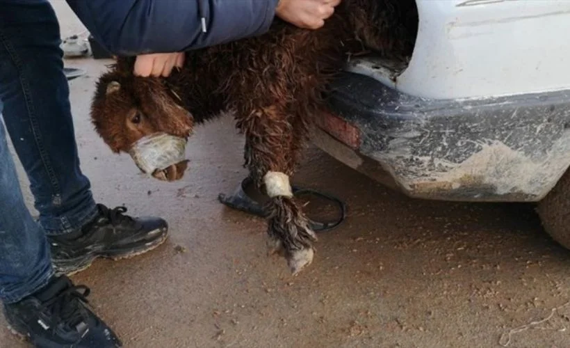 Otomobilin motor ve far kısmına gizlenmiş 4 kuzu bulundu!