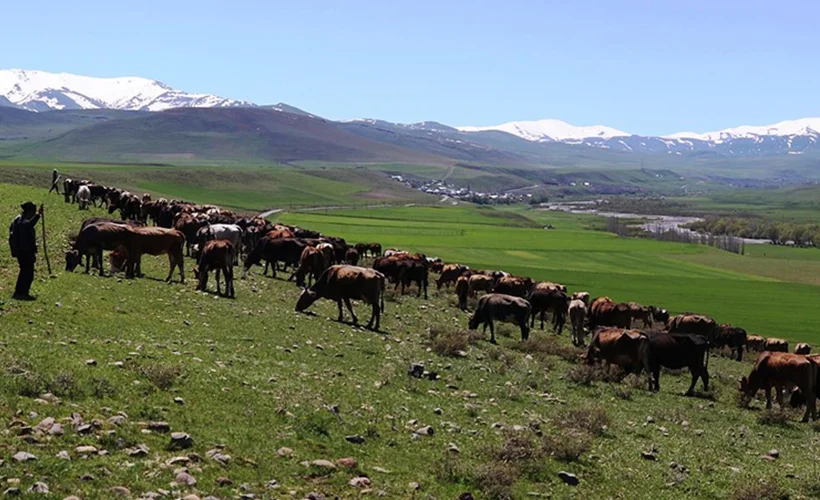 Tarım Kredi'den üreticilere 'faizsiz yem kredisi'
