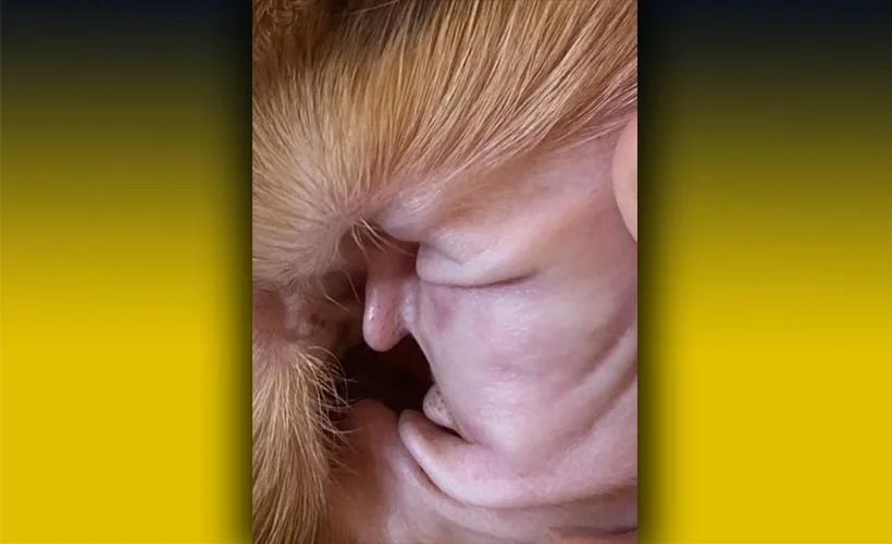 Trump'ın suretine benzetilen köpeğin kulağı, görenleri şaşırttı