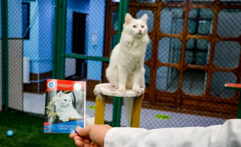 Van kedileri için 'uluslararası sağlık karnesi'