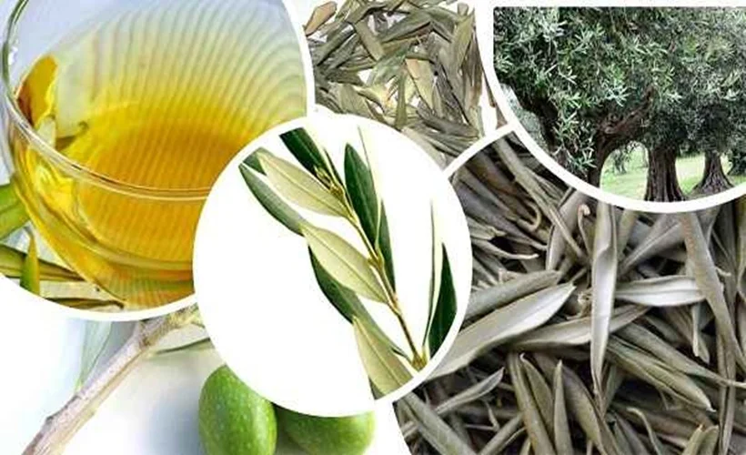 'Zeytin yaprağını dikkatli tüketin' uyarısı