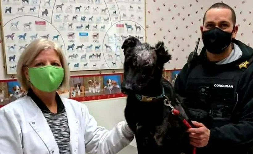 ABD'li işadamının köpeğine 5 milyon dolar miras bıraktığı ortaya çıktı