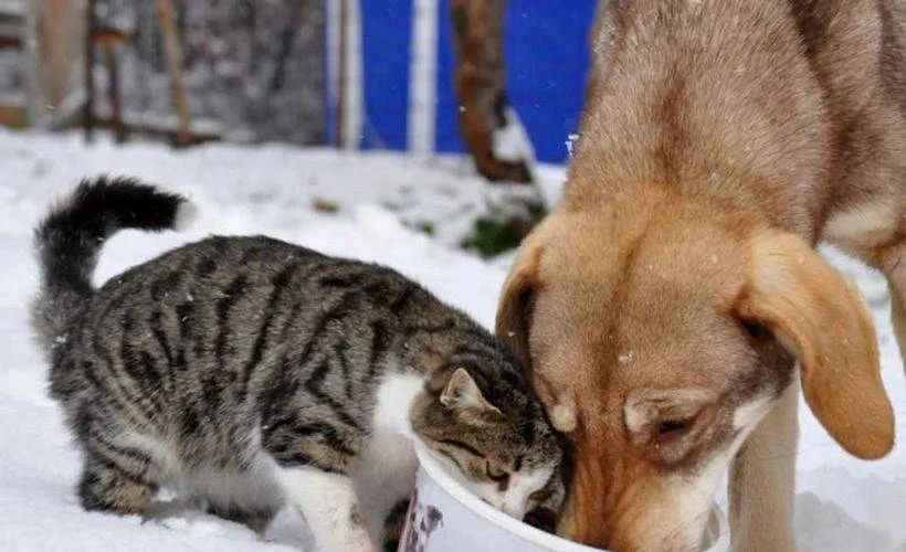 Bakanlık açıkladı: Sahipli kedi ve köpeklerin kimliklendirilmesi zorunlu olacak