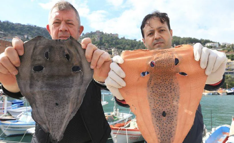 Balon balığını deri sektöründe kullanmaya hazırlanıyorlar
