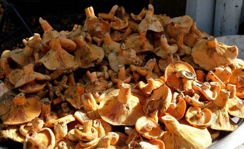 Bolu'nun 'Kanlıca Mantarı' da marka oldu