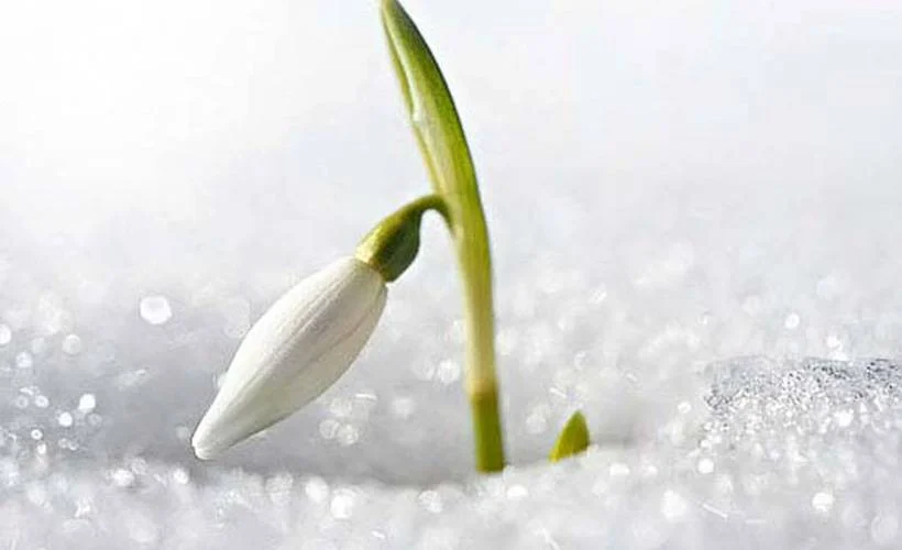Bu çiçeği koparmanın cezası 80 bin lira