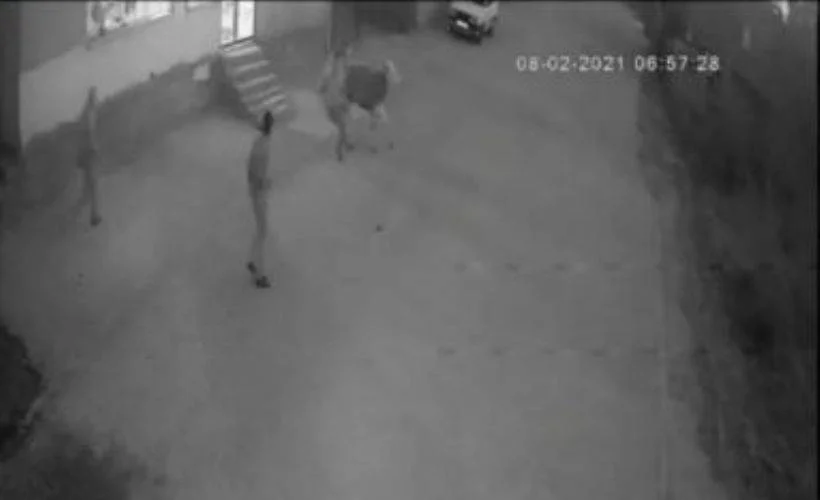 Çalıntı otomobille 15 bin TL'lik buzağı hırsızlığı kamerada