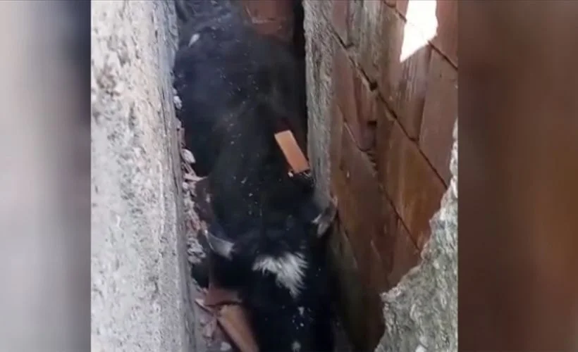 Düzce'de köpekten kaçarken iki duvar arasına sıkışan inek kurtarıldı
