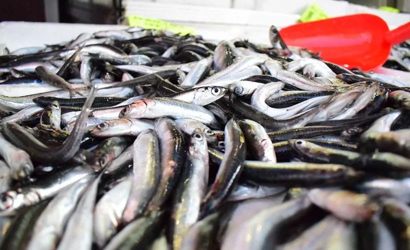 Hamsi avı yasağında yeni gelişme!