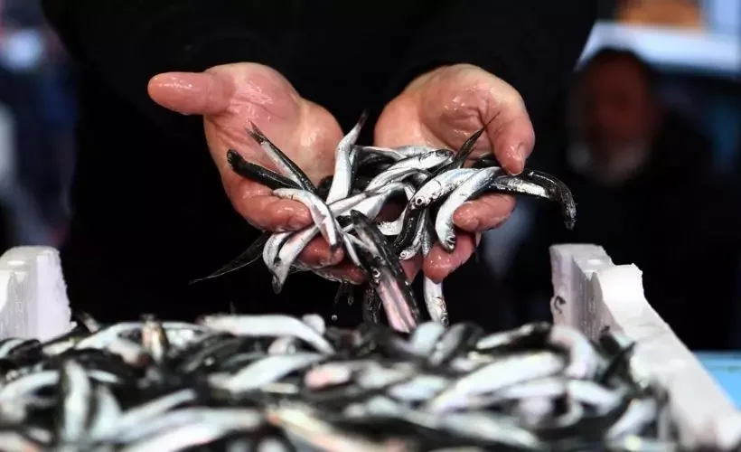 Hamsi yasağı kalktı mı? Hamsi avı yasağı ne zaman bitecek?