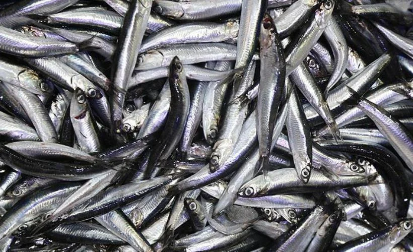 Hamsi yasağı kalktı mı? Hamsi fiyatları ne kadar oldu?