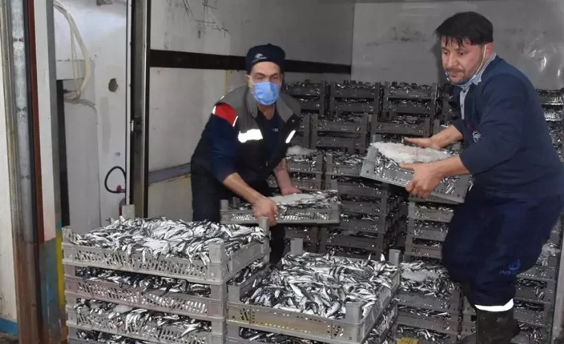 İzmir balıkçıları hamsiye sahip çıktı; 'Karadeniz'de 2, bizde 12 ay var'
