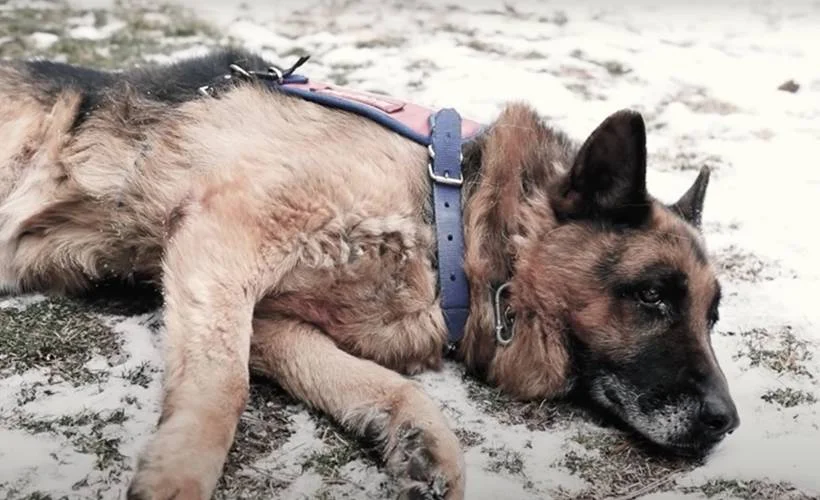 Jandarmadan en yaşlı görev köpeği 'Takla' için özel video