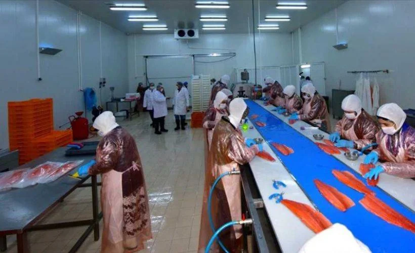 Karadeniz somonu ocakta 23 ülkeye ihraç edildi