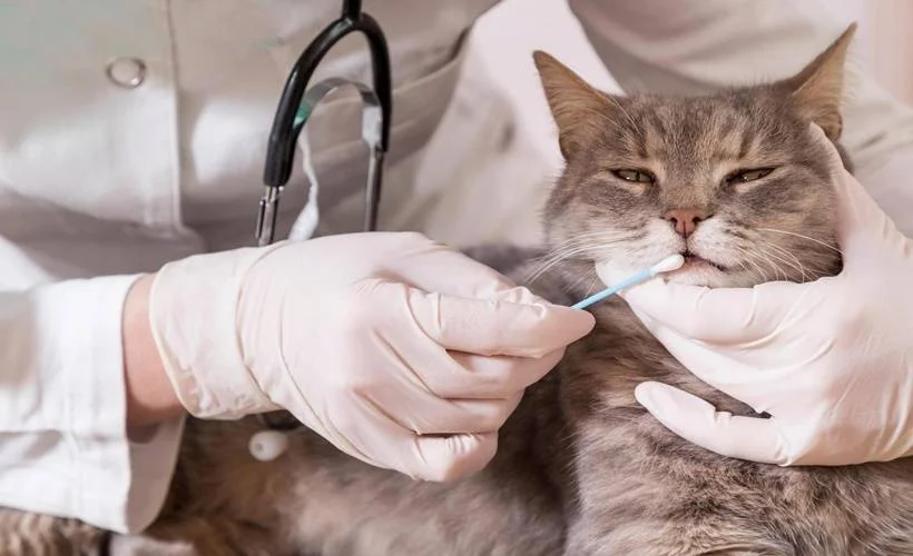 Kedi ve köpekler de testten geçiriliyor