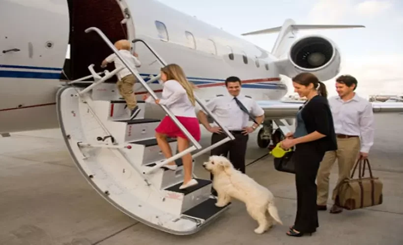 Kedi ya da köpeğinizle uçmak için hazır olun