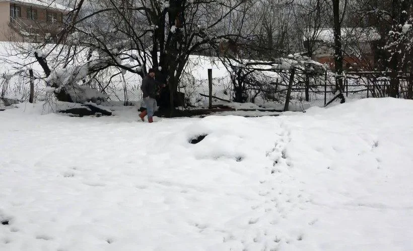 Köy inen kurtlar 13 koyunu parçaladı