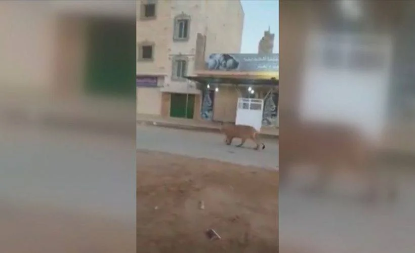 Libya'nın Bingazi şehrinde caddede başıboş gezen bir aslan görenleri şaşırttı