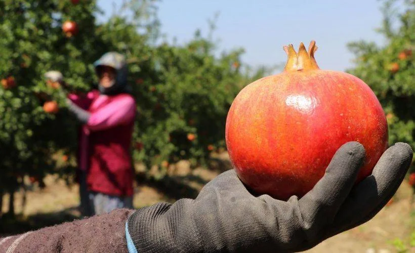 Nar ihracatında rekor kırıldı