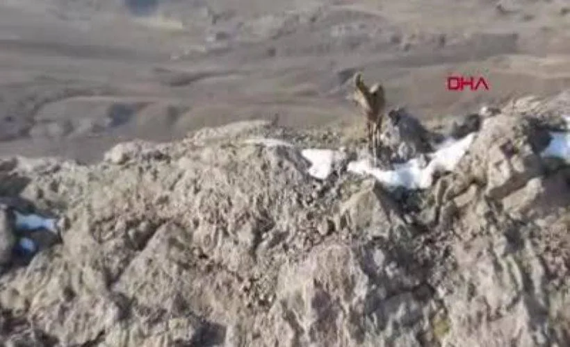 Tecer Dağı'nda sayıları bine çıkan dağ keçileri dronla görüntülendi