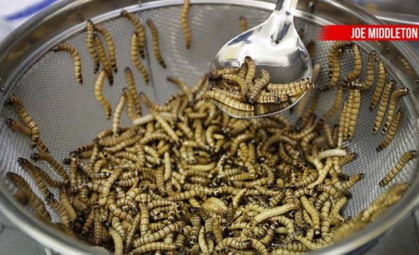 Avrupa ya böcek yedirmek yasallaştı!