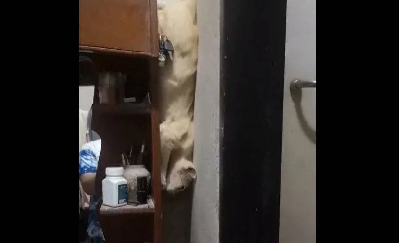 Bu kedi 'Fenomen' oldu