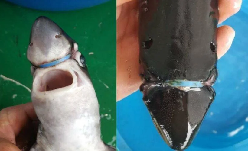 Denize plastik atarken bir kez daha düşünün... Bu resmi unutmayın