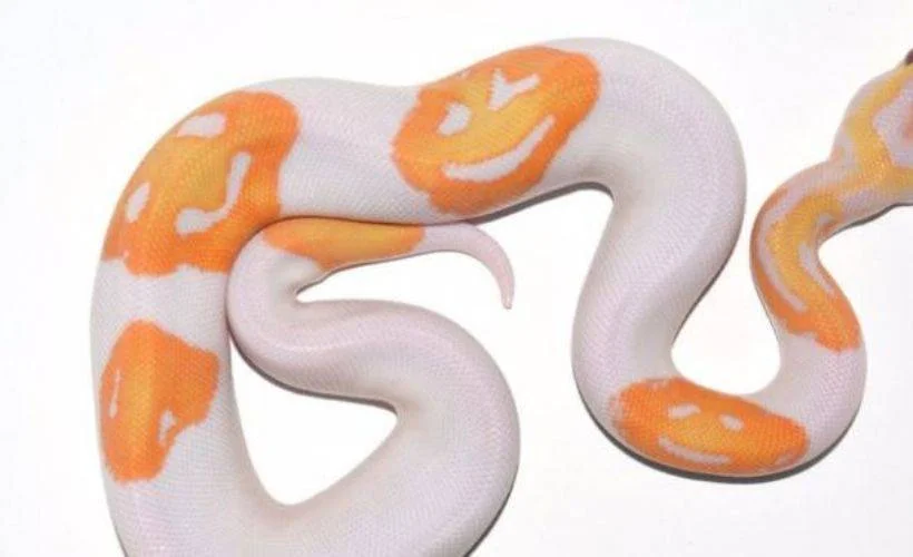 'Gülen yüz emojili' yılan 6 bin dolara satıldı