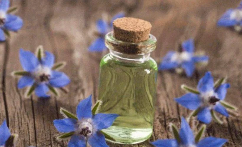 Hodan yağı nedir? Hodan yağı faydaları nedir? Hodan yağı cilde iyi gelir mi?