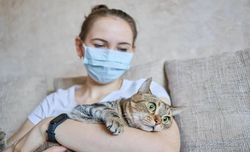 İngiliz mutantlı İtalyan kedi