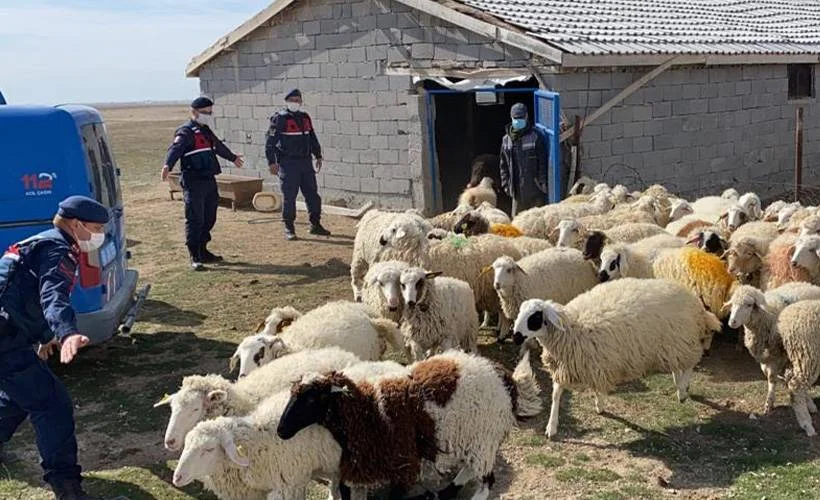 Jandarma, kayıp koyunları dronla buldu
