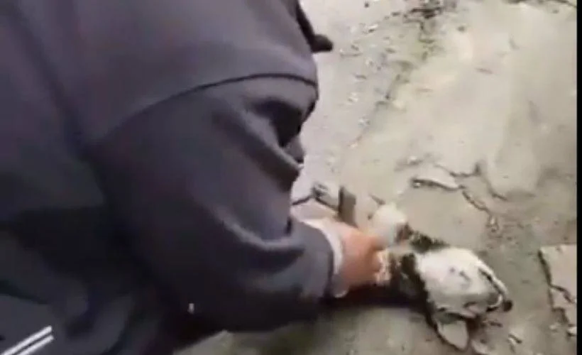 Köpeği hayata döndüren müdahale