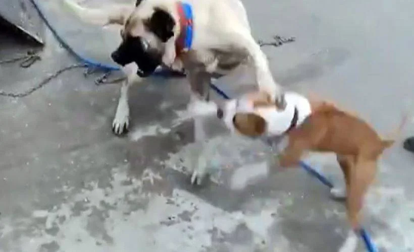 Köpek dövüştüren 3 kişiye 50 bin TL ceza