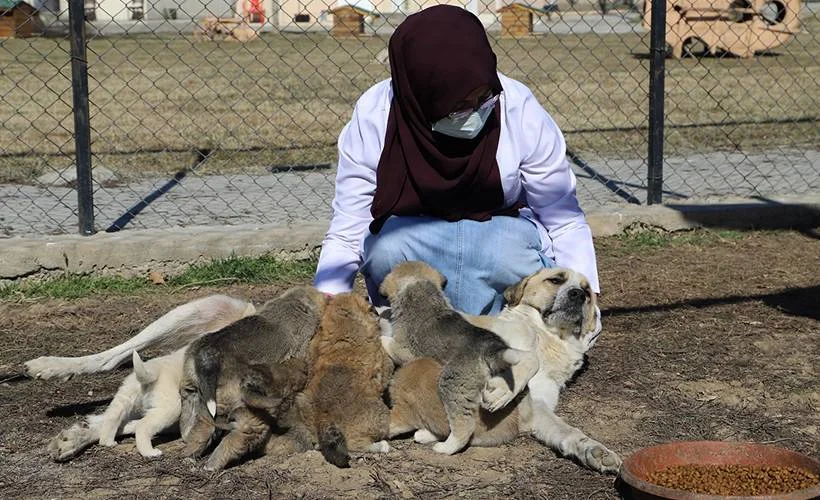 Köpek şefkati