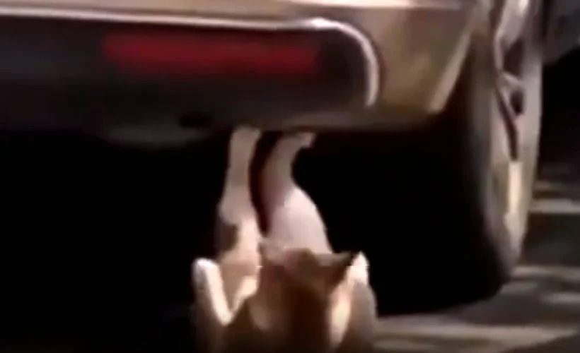 Mekik çeken kedi