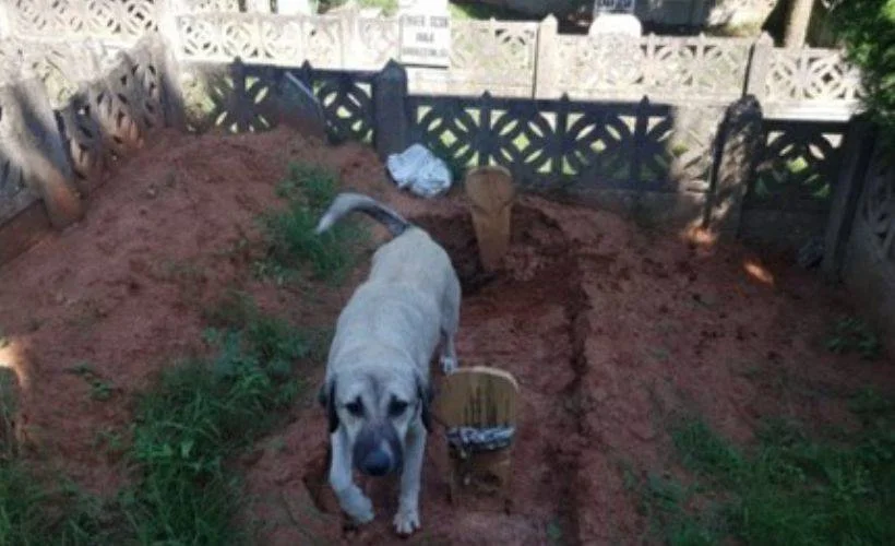 Sakarya'da köpekler mezarlara zarar verdi