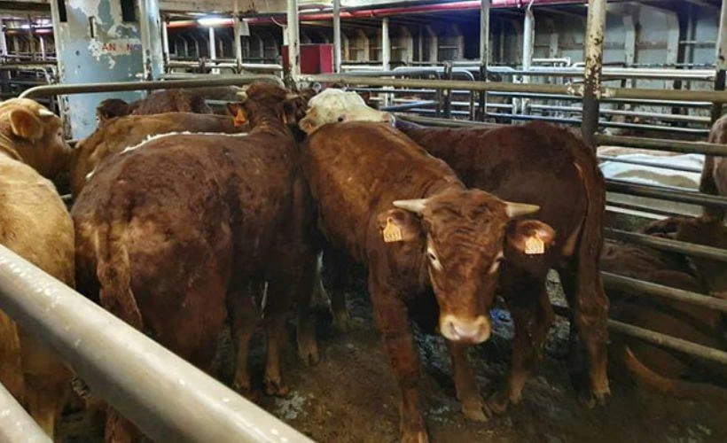 Türkiye'nin hastalık nedeniyle reddettiği büyükbaş hayvanlar itlaf edilecek