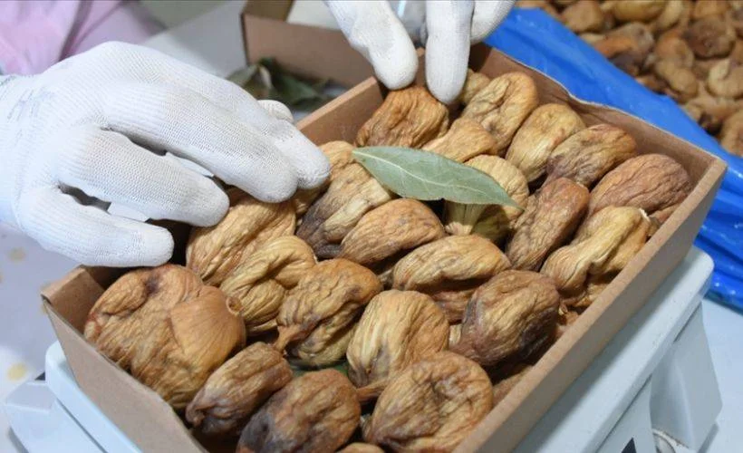 Türkiye'nin kuru incir ihracatı 158 milyon dolara ulaştı