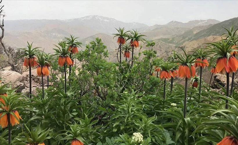 Baharın müjdecisi 'ağlayan gelin' fotoğraf tutkunlarının ilgisini çekiyor