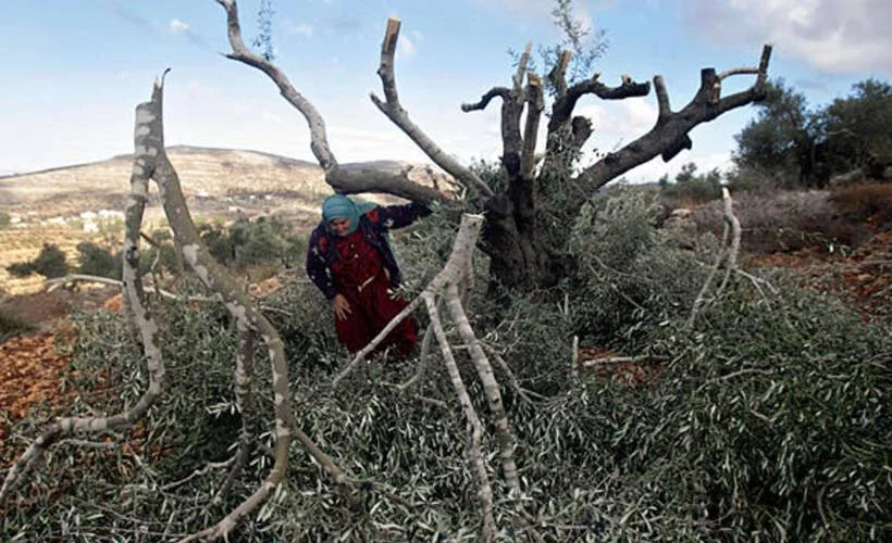 Batı Şeria'da Filistinlilerin zeytin ağaçlarını kestiler