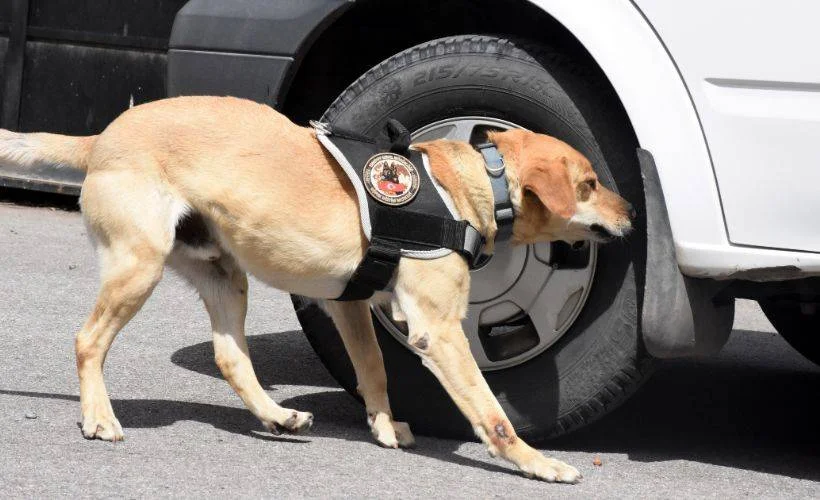 Emniyetin 'zula avcısı' operasyon köpekleri: Jack ve Athena