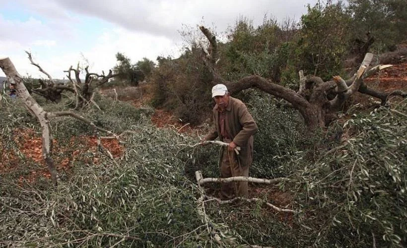 Filistinlilere ait onlarca zeytin ağacı ateşe verildi