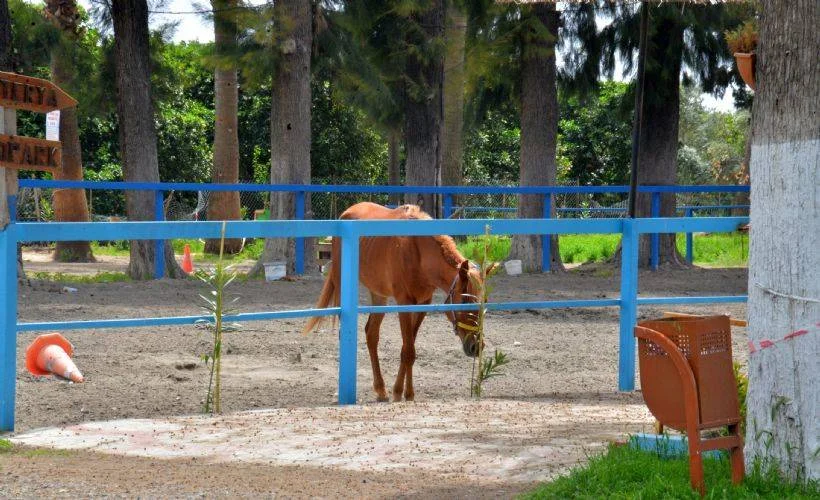 Hatay'daki kayıp atlar çiftliğe verilmiş; bakamayınca 'kaçtı' ihbarı yapmışlar