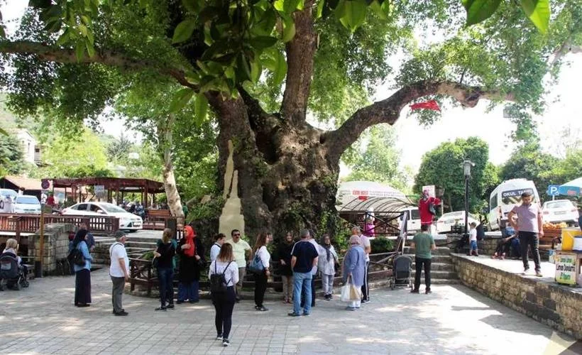HZ. Musa'nın asası nasıl ağaca dönüştü?