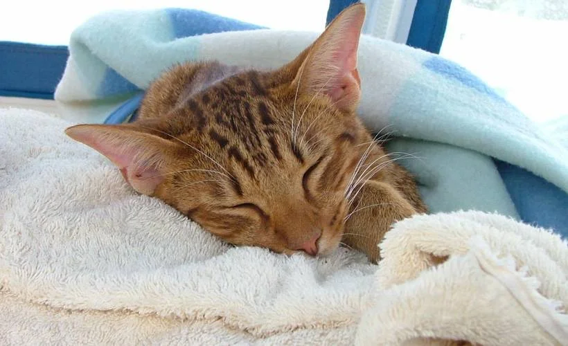 İlk kez yaşandı! Bir kedi koronavirüs nedeniyle hayatını kaybetti