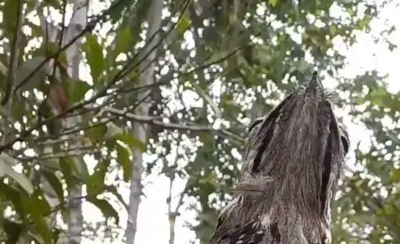 Kamufle olmuş potoo kuşu ve yavrusu