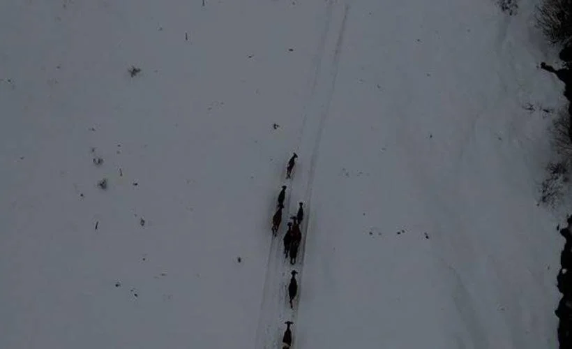 Kayseri'de kaybolan 9 hayvan dron ile bulundu