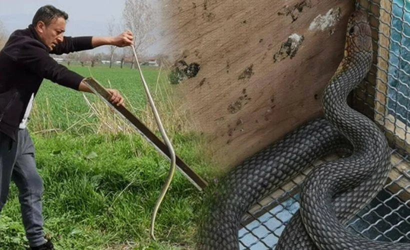 Kentte büyük panik! Kentin her yerinden yılan çıkıyor